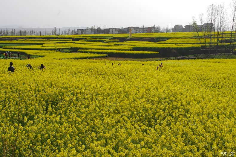 春天旅游好出处,快到陕南看花海(一)