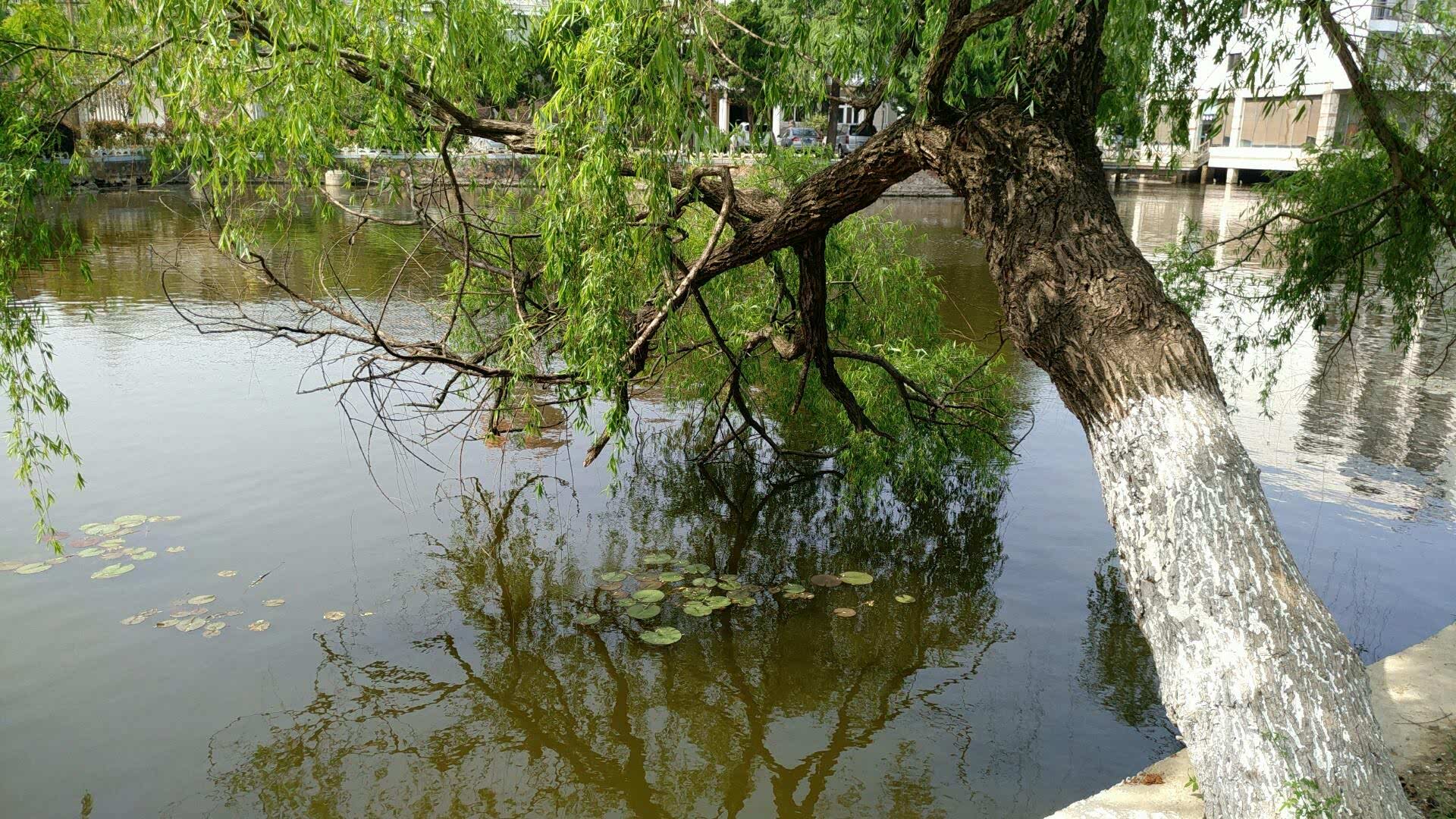柳树倒映湖中