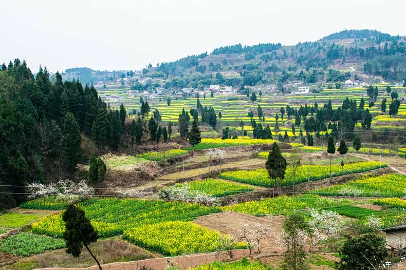 又到春暖花开时,踏青赏花大回湾