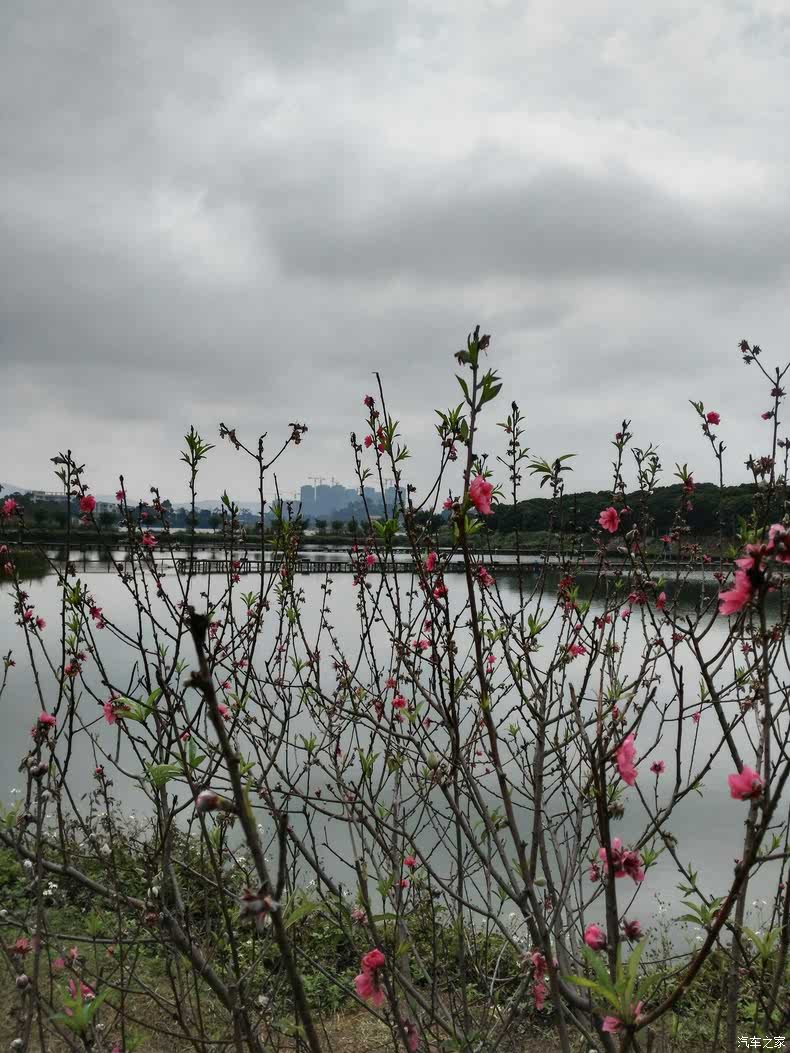 精【游记】人面桃花相映红,东莞松山湖一日游.