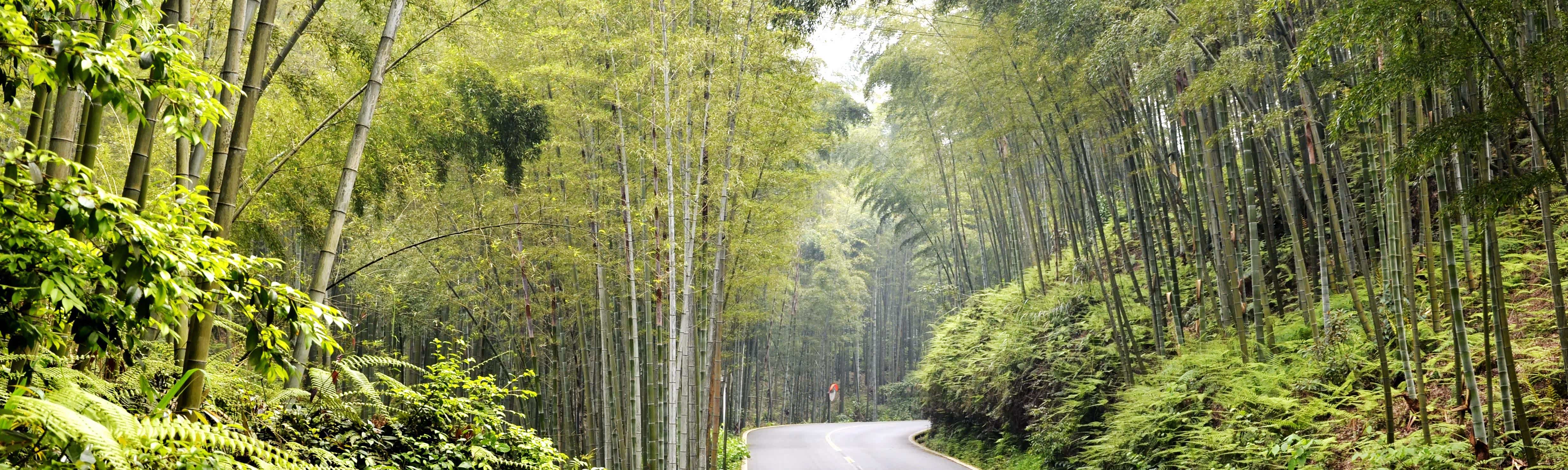 精【墨】那年夏末的蜀南竹海