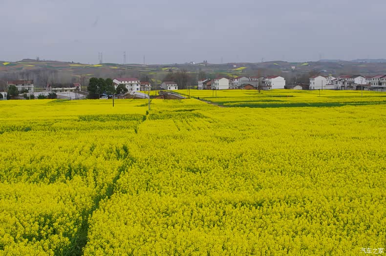 春天旅游好出处,快到陕南看花海(一)