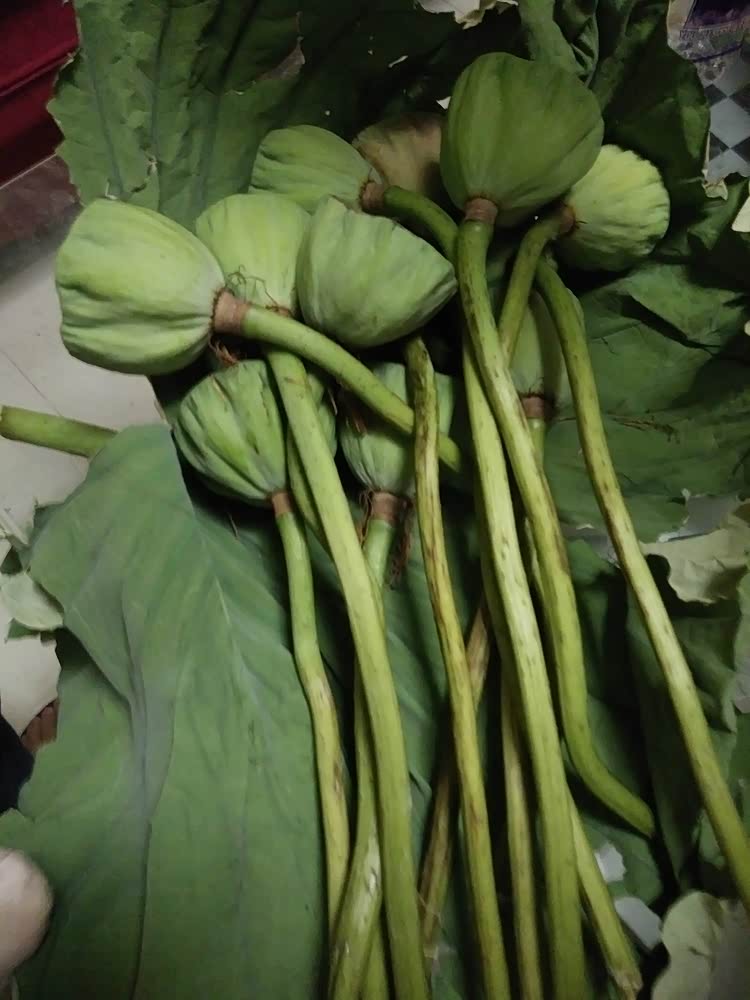 刚采摘的莲子味道还是比较甜的