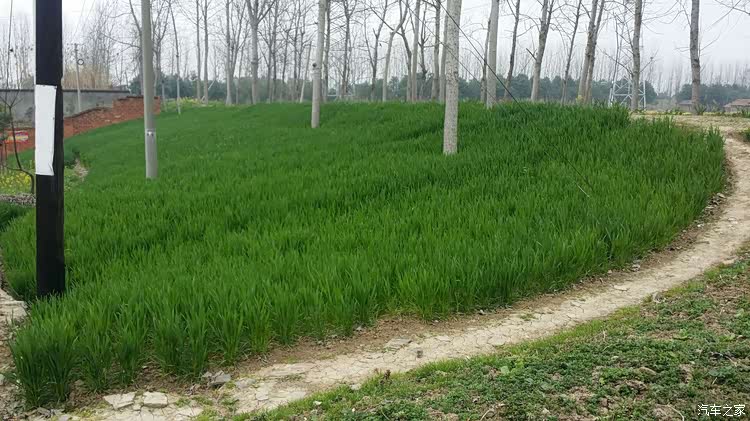 堤边,树下,电线杆下都种满了小麦,一点都不浪费,绿油油的一大片.
