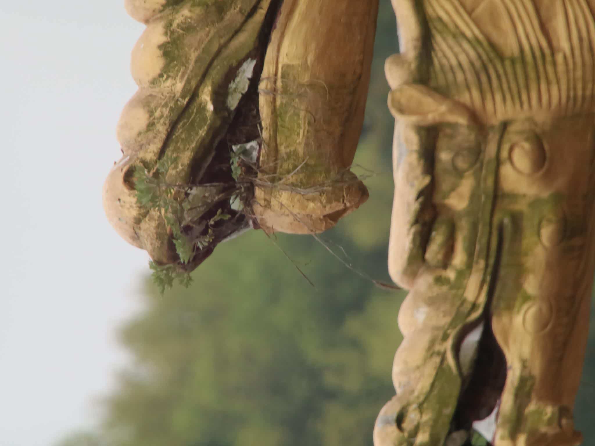 海拔547米,山峰秀丽,形似栖凤,故又称"高凤山".