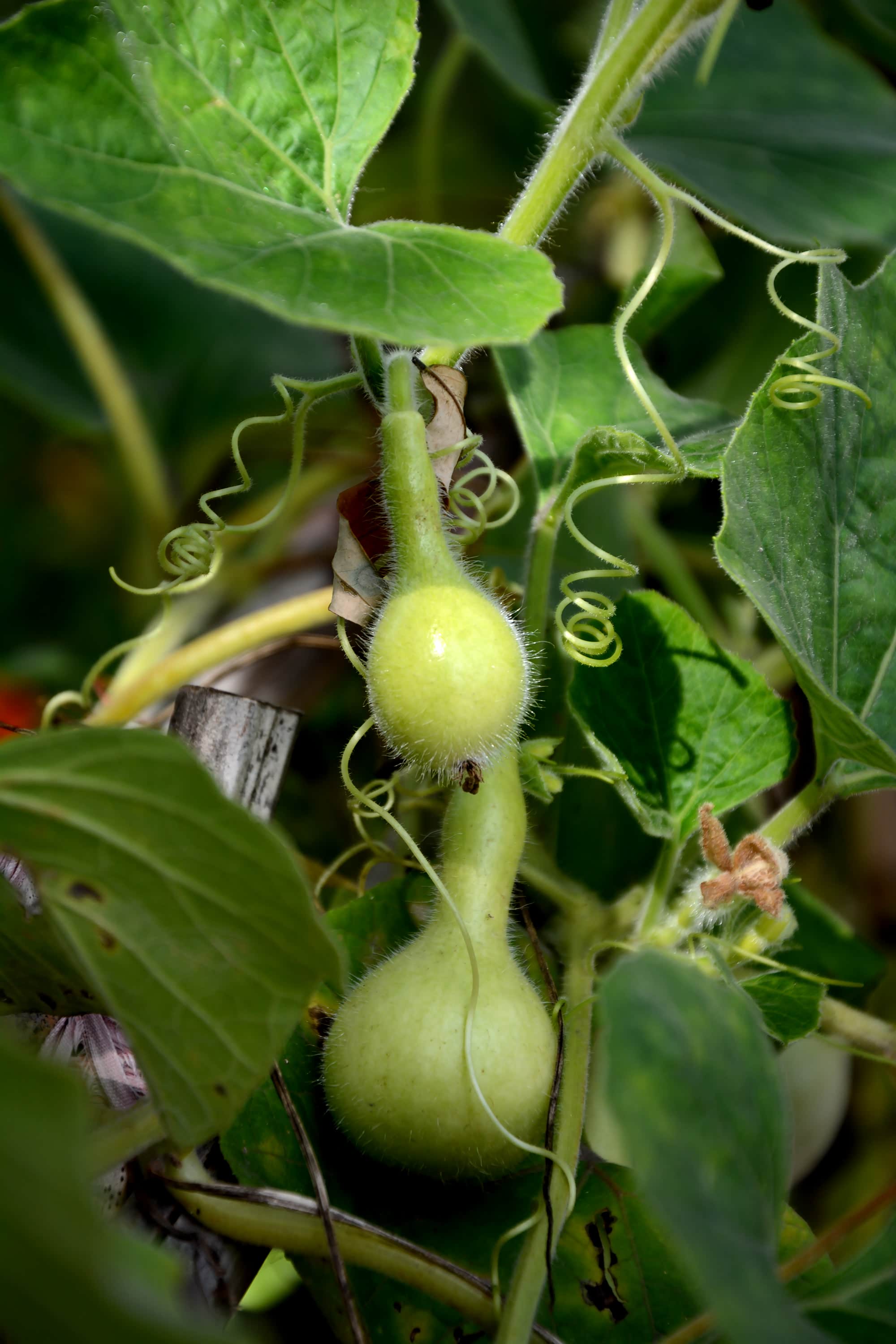 嫩葫芦还有大棚农耕院,里面是一些名俗造型,物件,造型比较粗劣,不上图