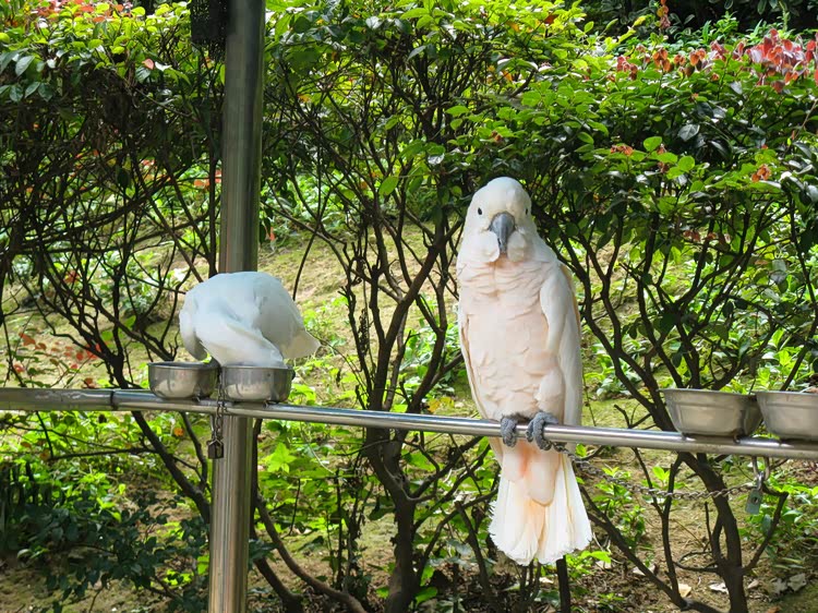 绍兴大禹陵百鸟园掠影