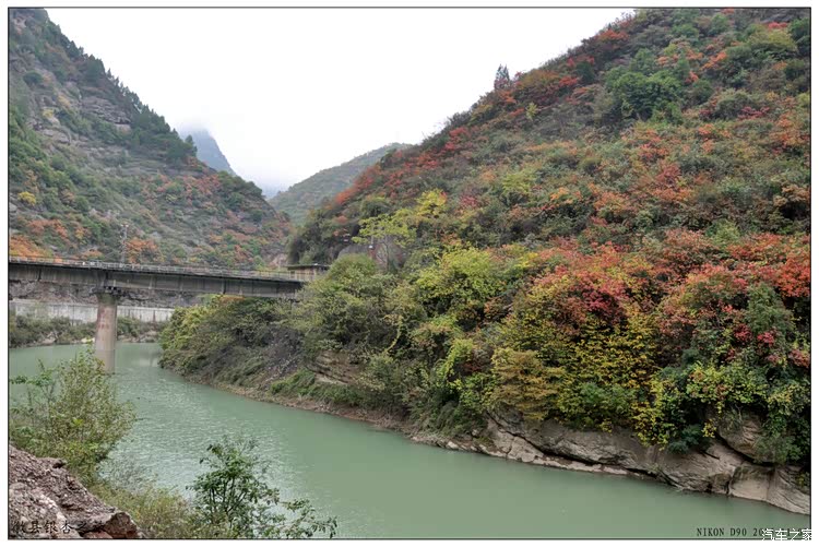 秋色中的高尔夫,徽县田家河看千年银杏