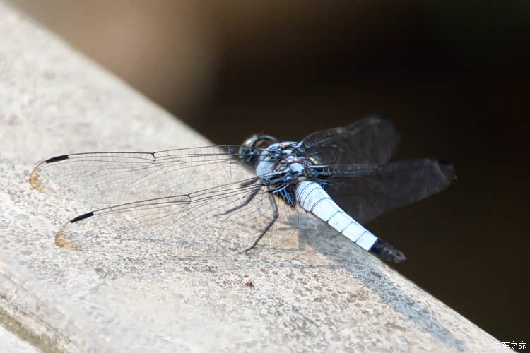 白蜻蜓
