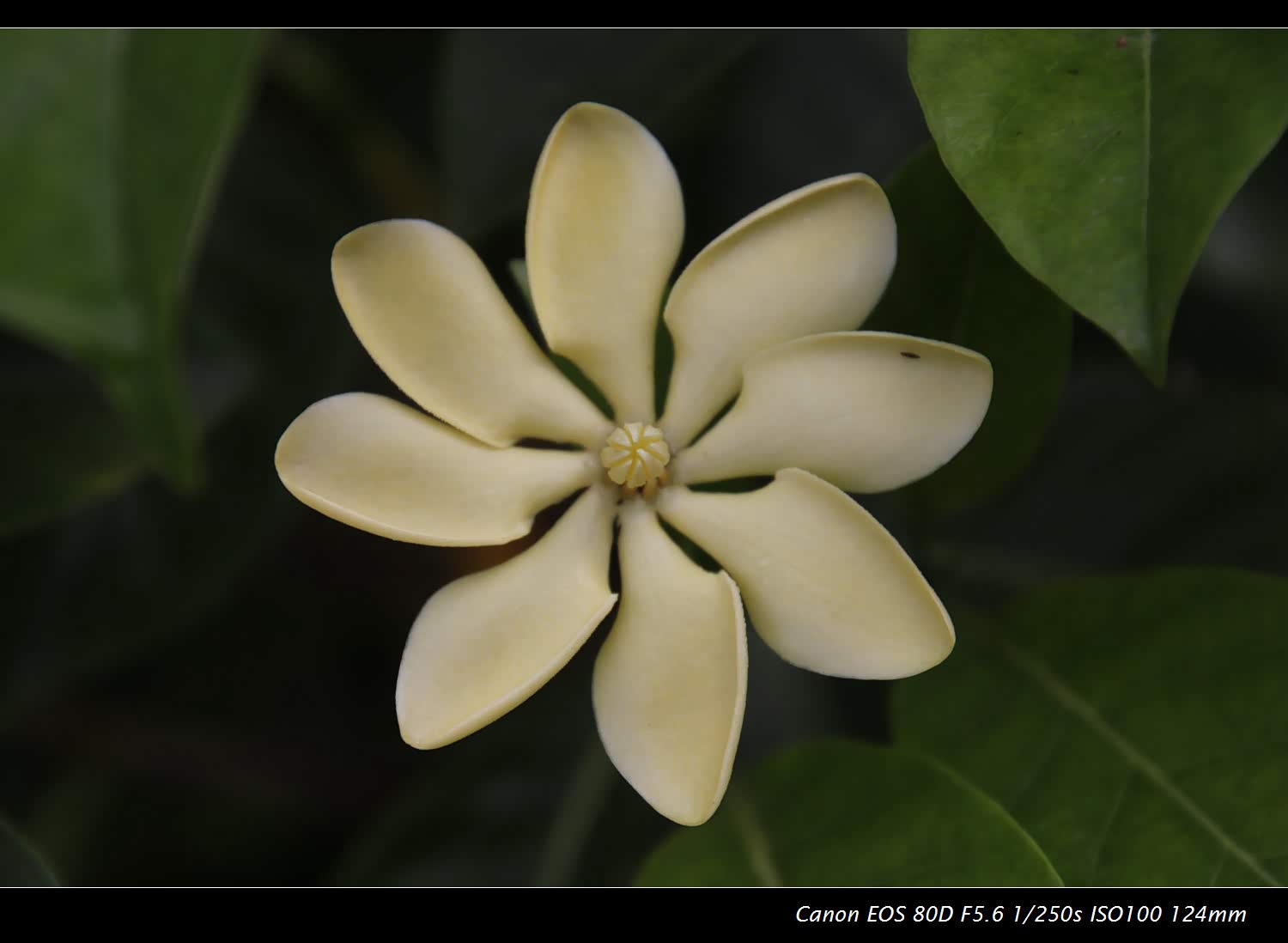 牛奶花 西双版纳热带植物园