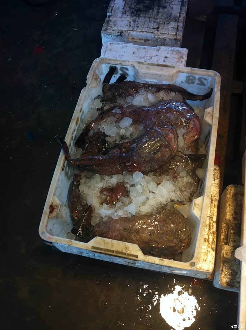 濑尿鱼?好像是这么叫的.