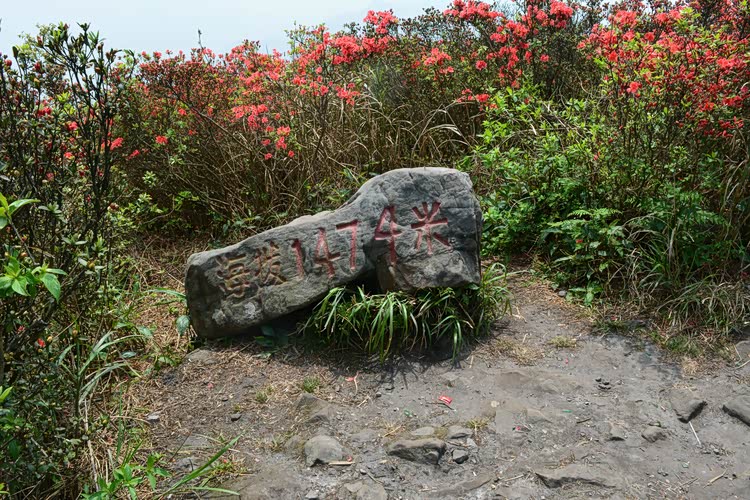 携媳妇孩子丹寨龙泉山观杜鹃花大量高清美图~~~手机党慎入