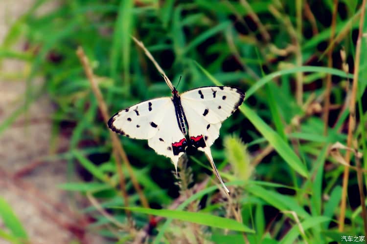 带尾巴的小蝴蝶