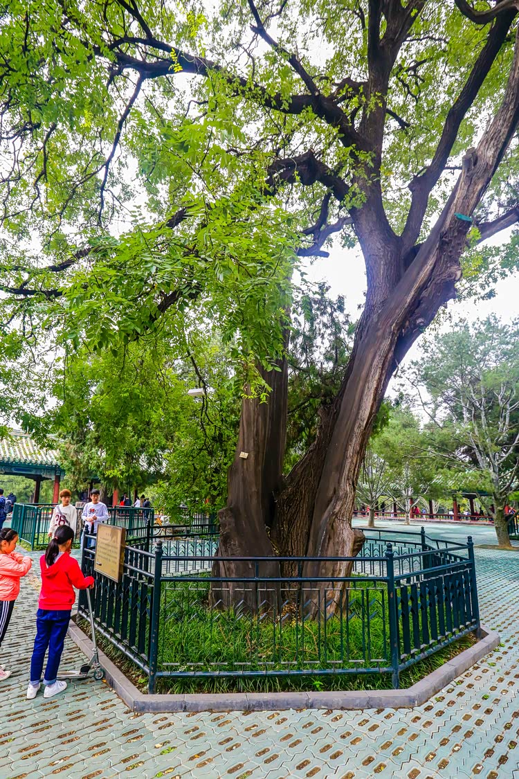 柏抱槐,树中有树.