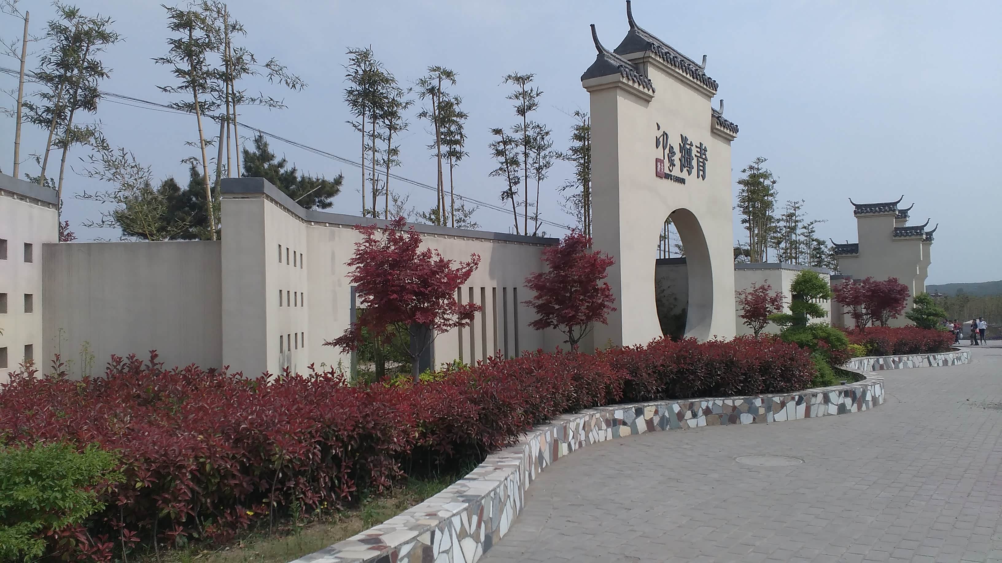 【游记】漫游北茶发源之地——山东青岛海青