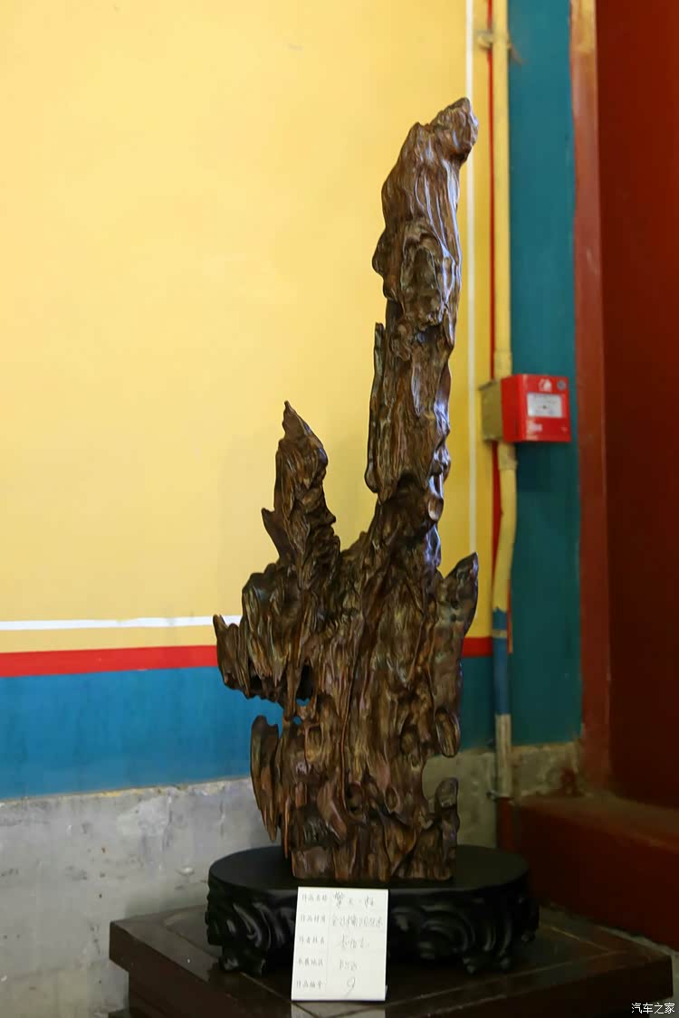 北海公园拍摄一组"崖柏"照片 大家欣赏