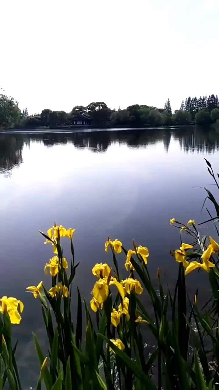 尚湖风景区月堤!