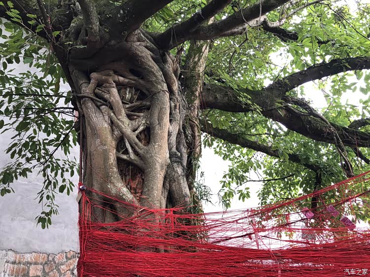 这棵奇树啊,号称姻缘树,缠满了红丝带,是两株合体树