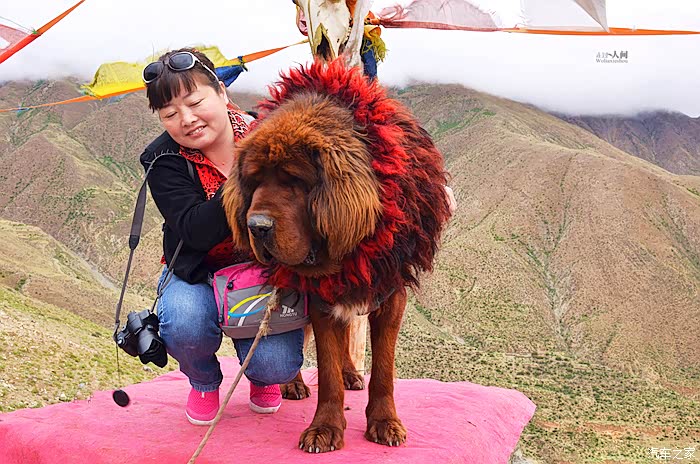 ld和藏獒合影,这个狗狗,经讲价30元/人