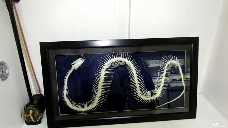 参观了景区内的蟒蛇馆,蟒蛇的骨架,龙骨呀