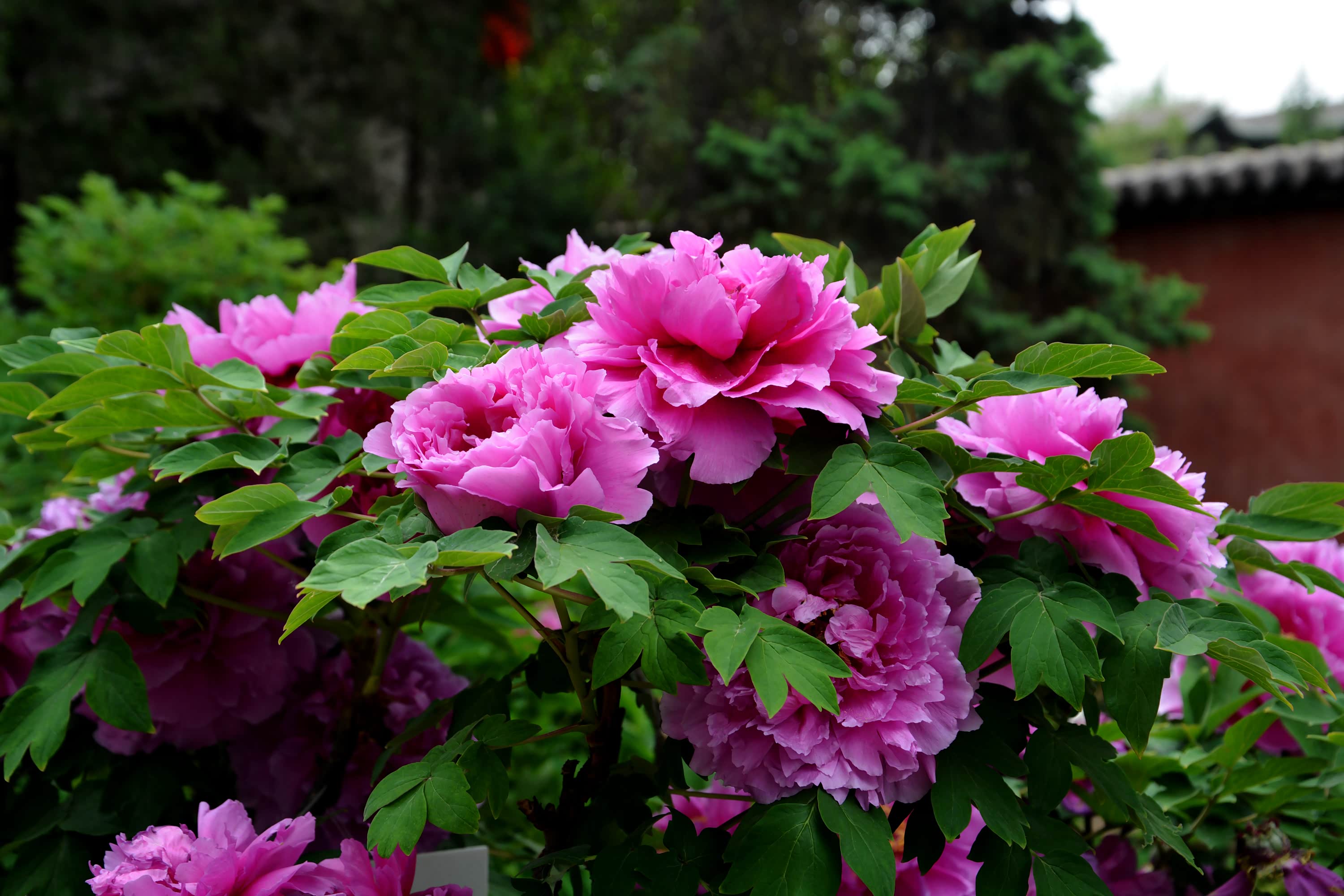 唯有牡丹真国色,花开时节动龙城