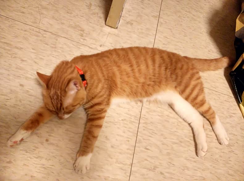 春暖花开,面朝大海,两人一猫,五月自驾到三亚(更新完毕)