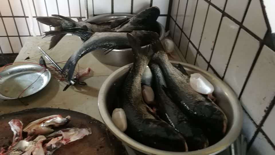 池塘,沟渠中,而家乡的球溪河里曾经盛产野生鲶鱼,球溪河鲶鱼是鱼溪镇