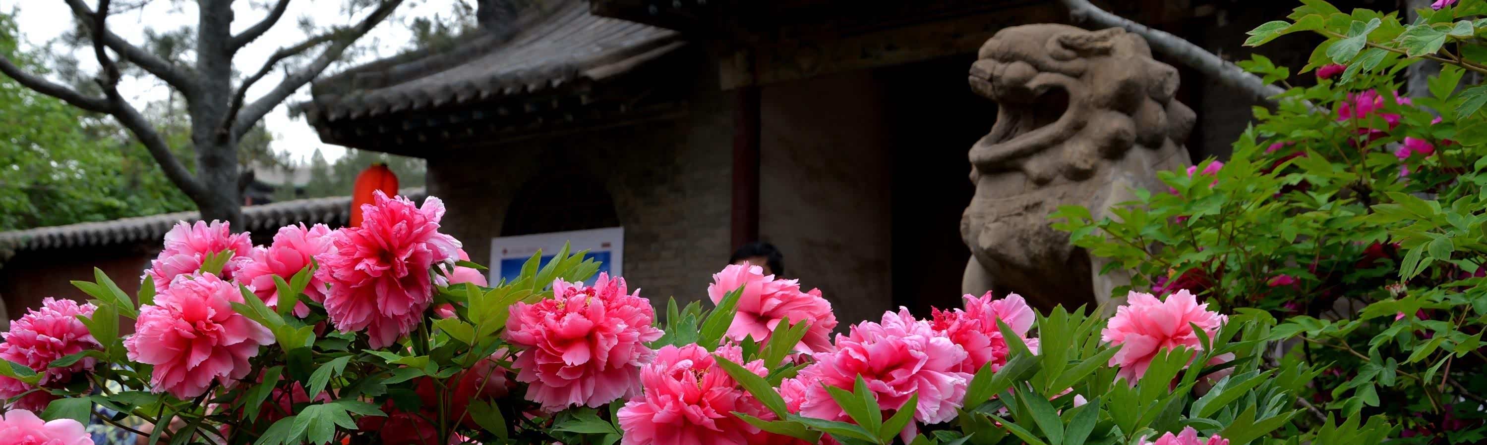 【游记】国色天香牡丹花,双塔凌霄永祚寺---太原永祚寺