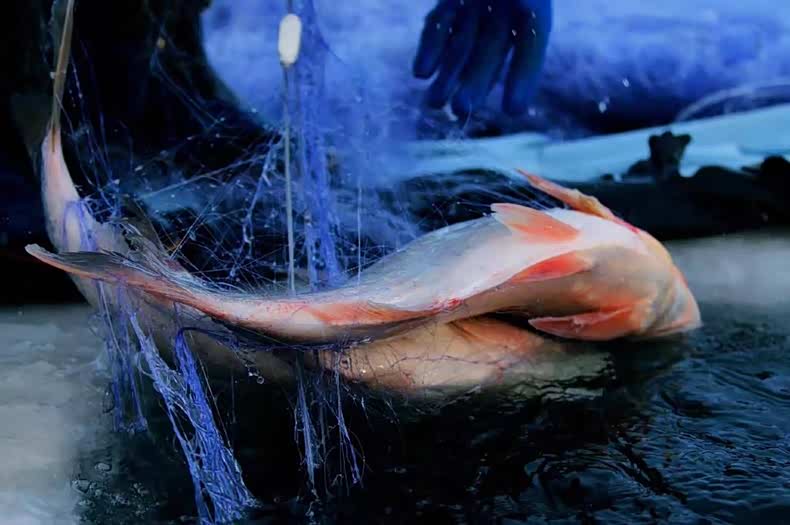 从湖里捕出的鱼在脱离水面的那一秒迅速结冰,一瞬凝结成永恒.