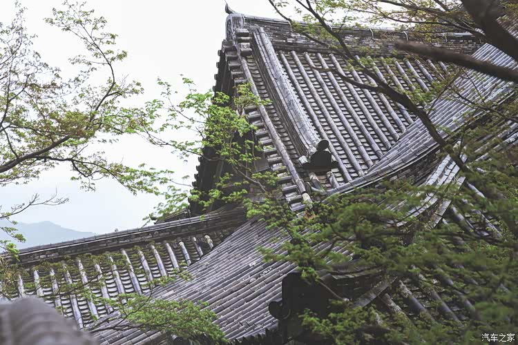 世间若无樱花艳 春心何处得长闲 19日本关西追樱之旅