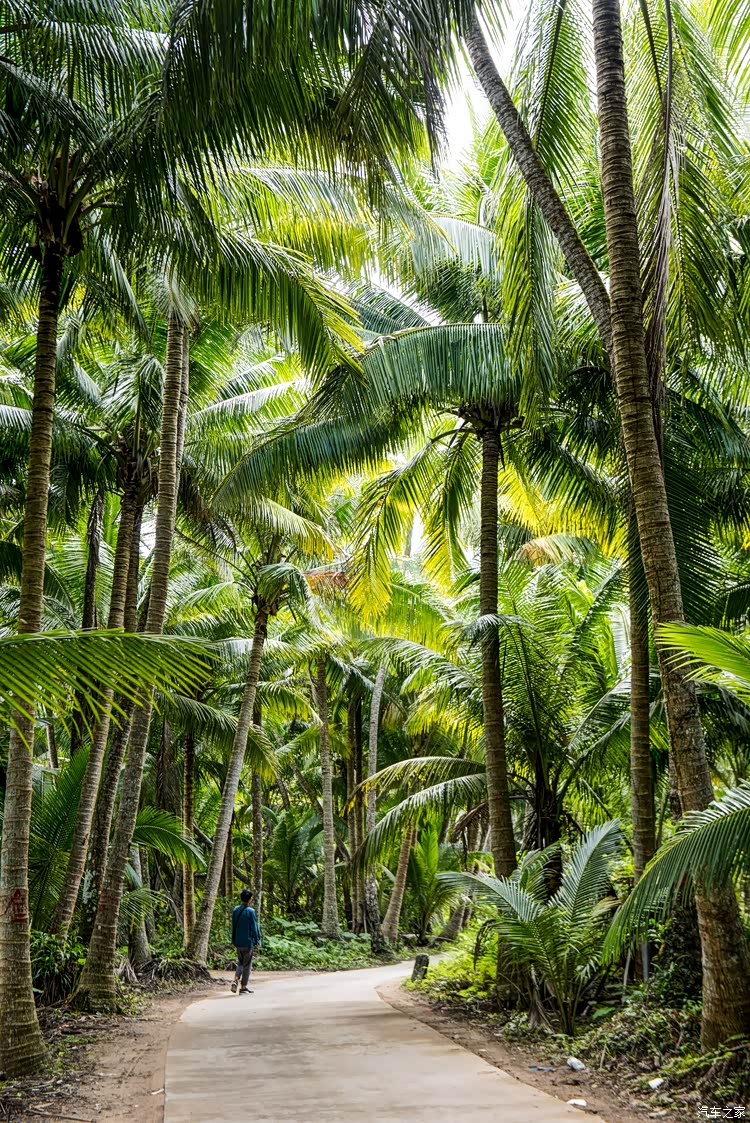 东郊椰树林真的好大好原始,人在里面向外看真的有种"不见天日"