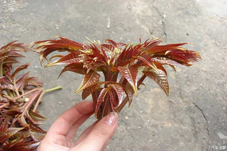 你离春天,就差这一口春菜了