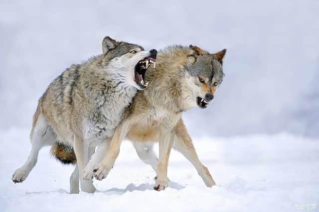 其实,狼是一种非常灵性的动物, 在欧洲一些国家的传说里狼被尊为保护