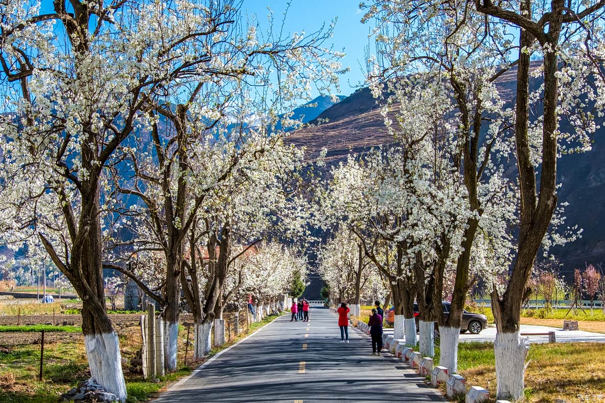 荐扎西游记一夜春风醉川西梨花处处有我却独赞金川