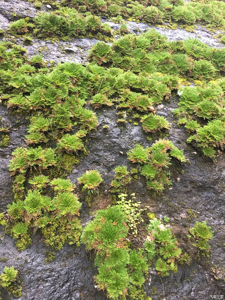 石头上长的植物