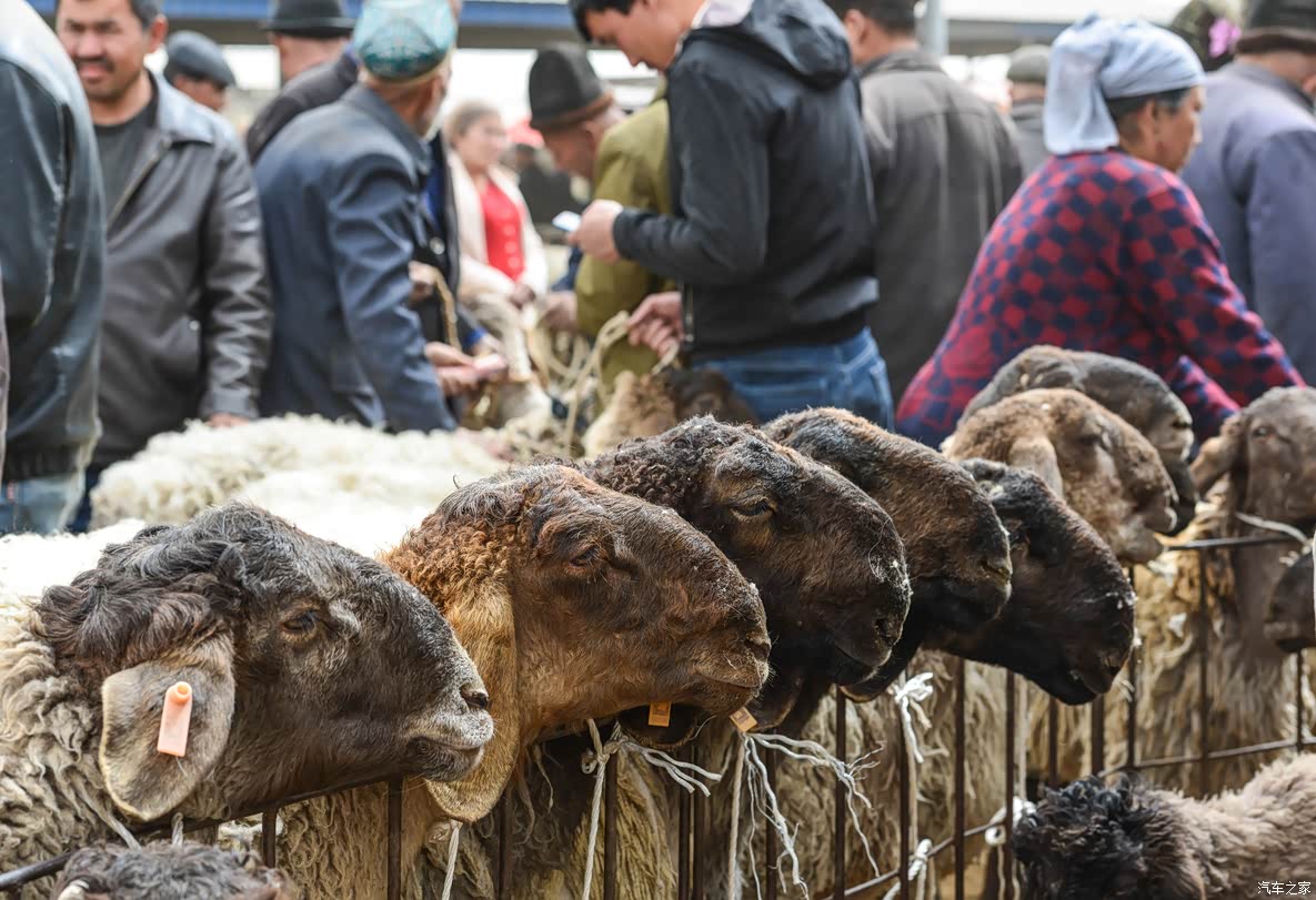 巴扎上的刀郎羊交易市场.
