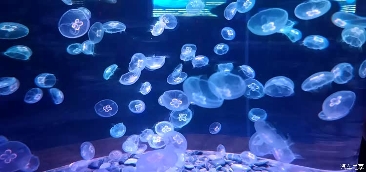 美丽的海洋世界，看不一样的海洋生物u2014u2014多彩贵州城极地海洋世界