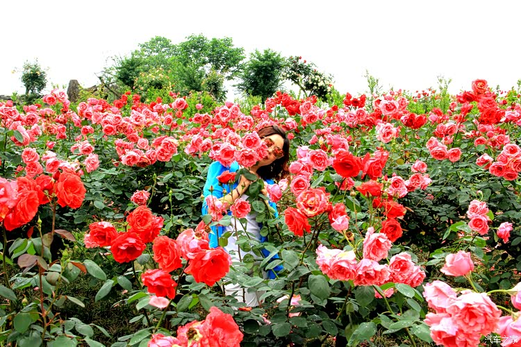 爱旅游,爱美丽,爱吃睡觉,爱与花儿比美的小姐姐一枚.