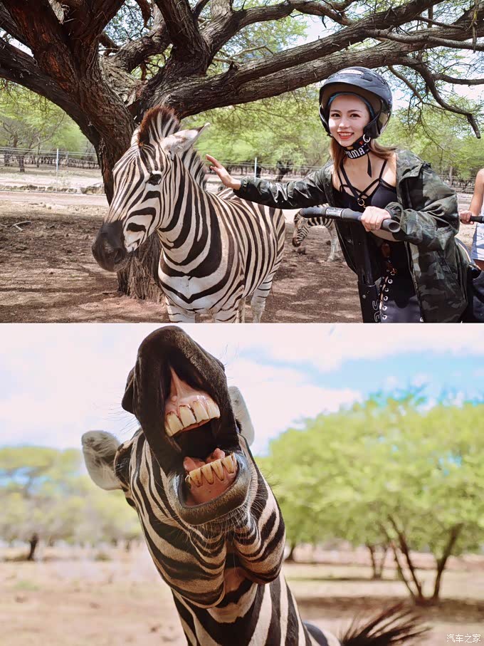 小黑会带着我们骑着它去荒野和动物亲密接触,和鸵鸟,象龟,羚羊,斑马