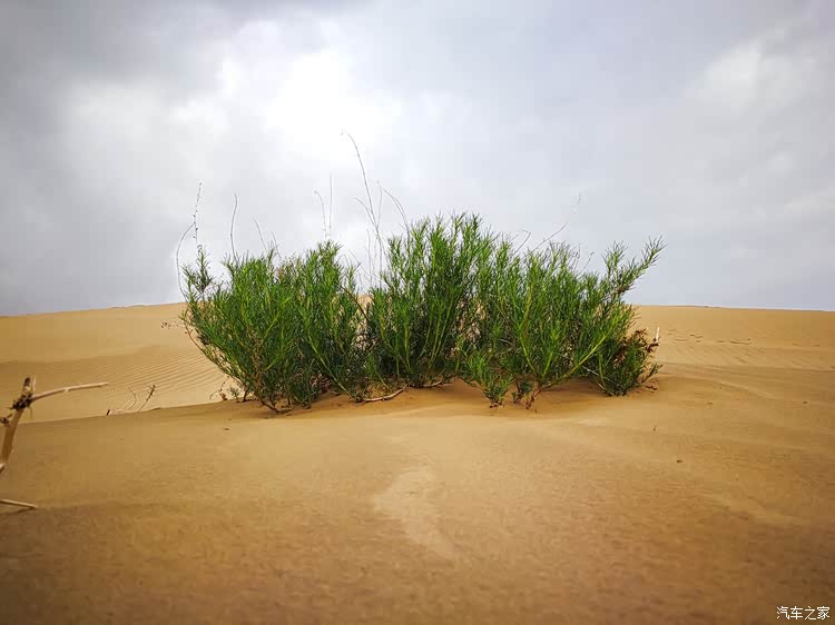沙漠中的绿色总是让人感到一丝欣喜,是顽强生命的象征.