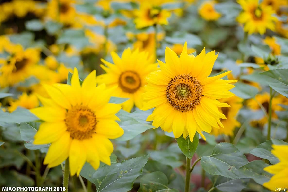桃花谢了 向日葵花海袭来 深圳市民周末又有地方赏花了