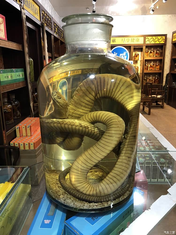 蛇酒,看着有些渗人