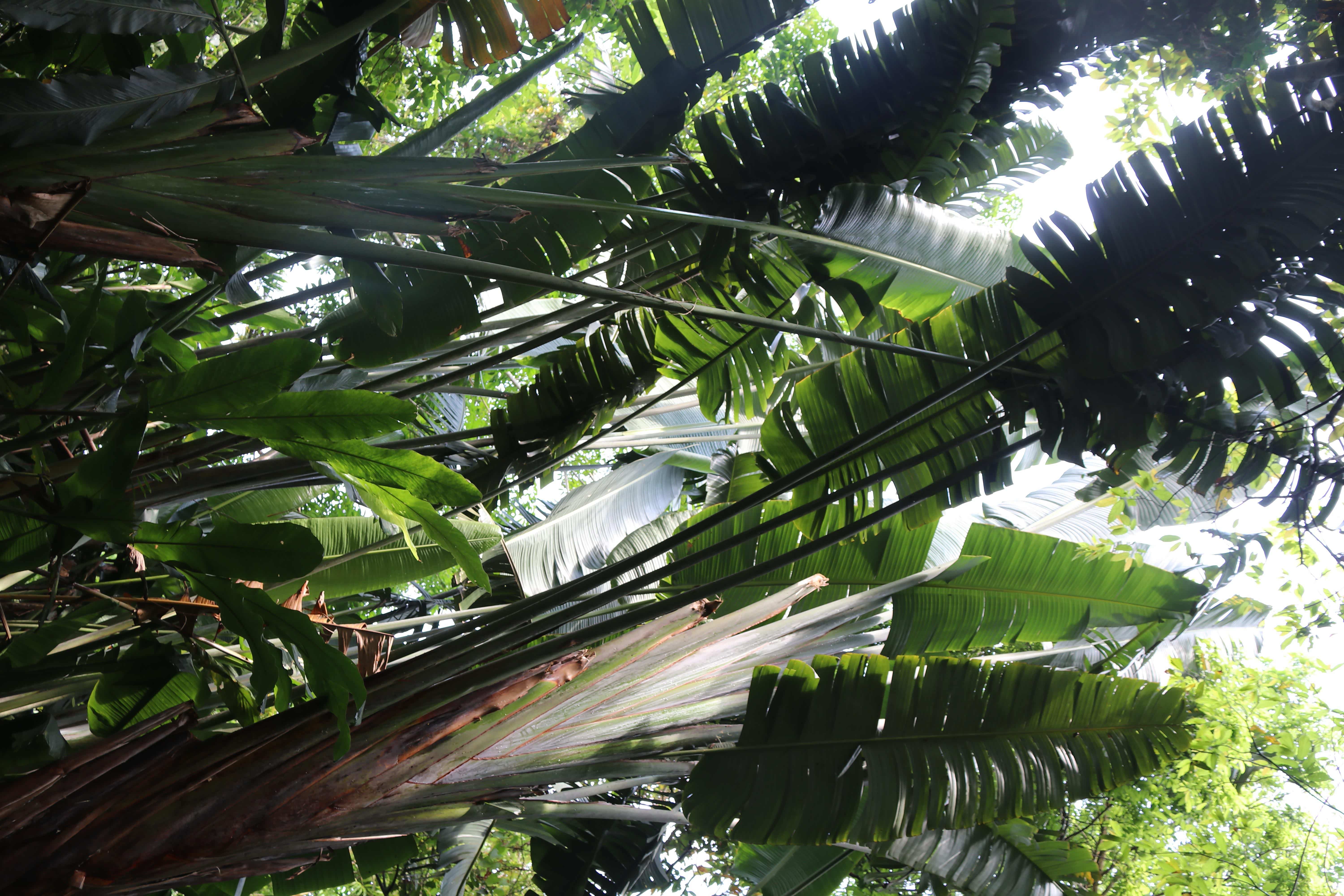 旅人蕉—之所以称为旅人蕉是因为它可以救命,如果旅人在野外求生的话