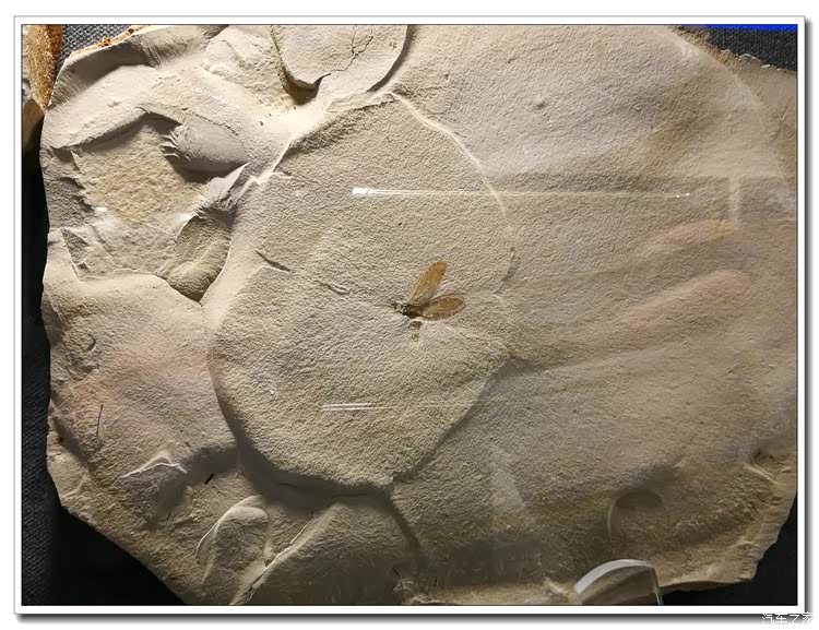 昆虫类化石.是苍蝇吗