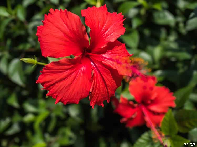 红配绿也很好看