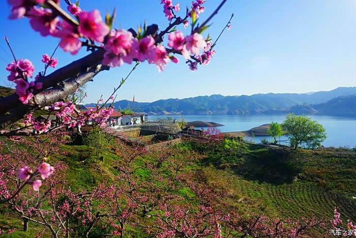 老板家桃花岛主