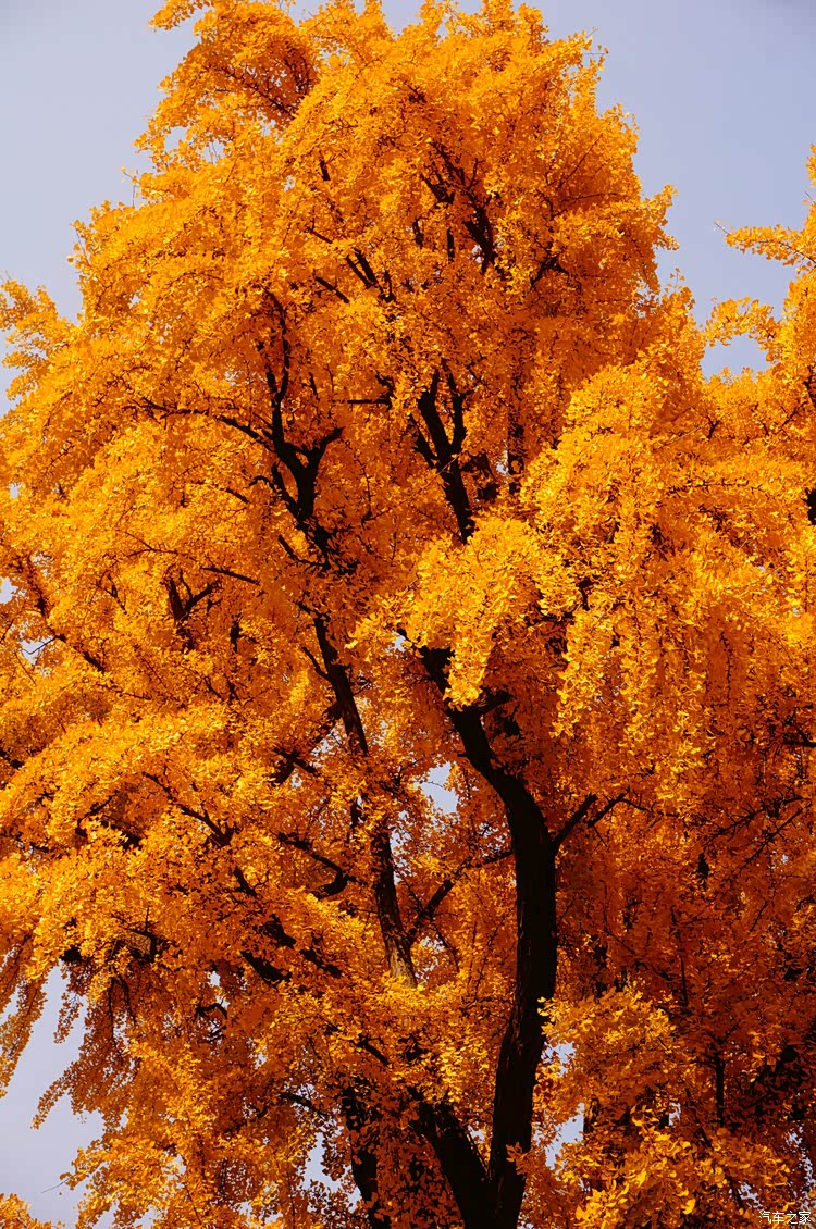 陕西也就2颗千年银杏树(另一颗在西安南郊秦岭山下的古观音禅寺)