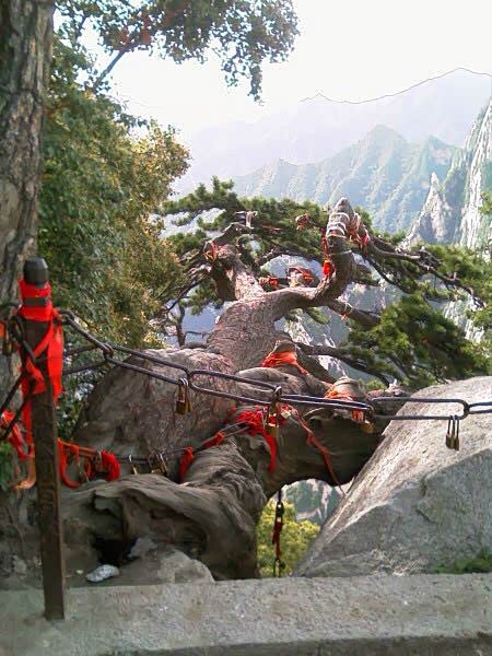 思过崖横生苍松