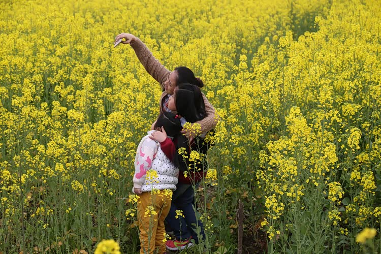 【周日游-油菜花】生活不止远方的苟且,还有春天郊外油菜花香的田野