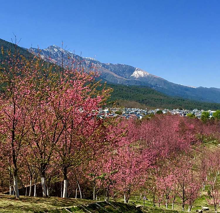 帶著狗狗西南遊,看山看水看桃花